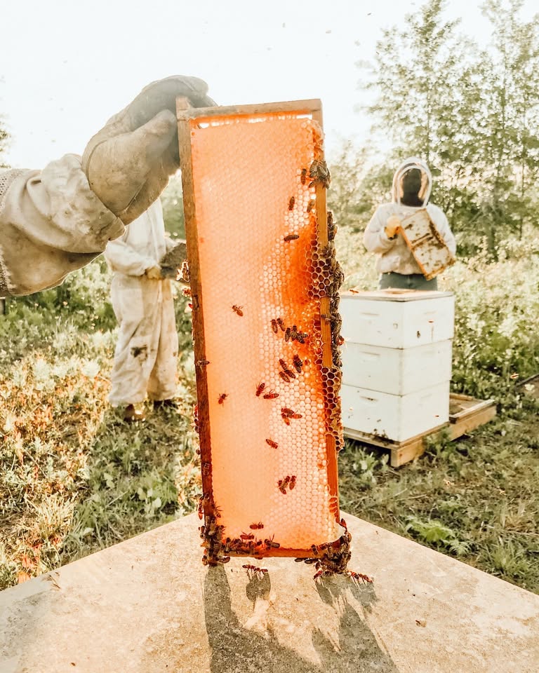 bulk gallberry honey for sale