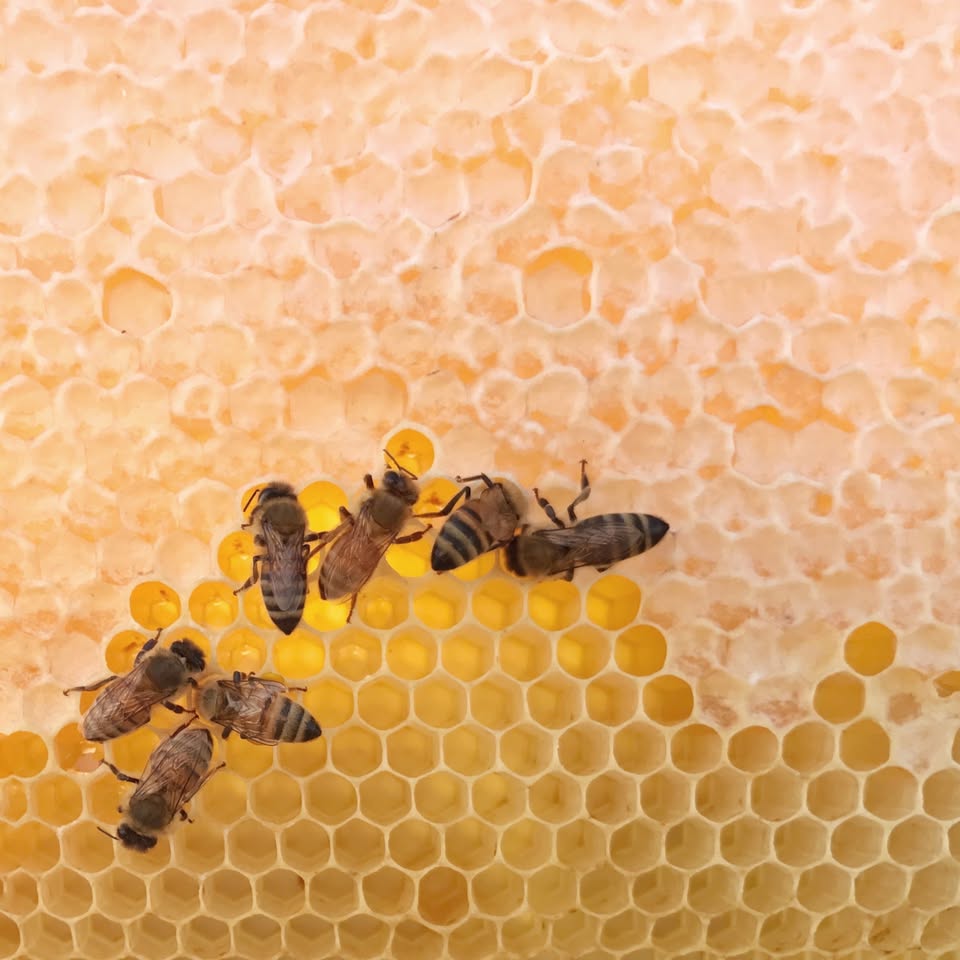 buy drums of honey near me