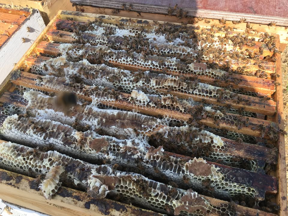 florida honey bees