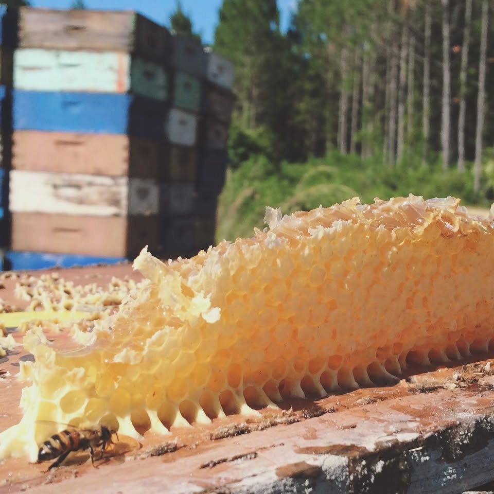 raw honey comb